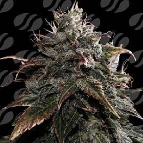 Papaya Stank > Original Sensible Seeds